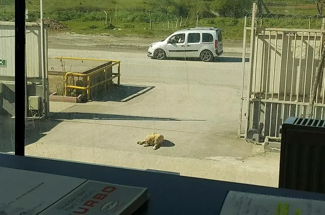 Sultanbeyli'de vicdansız sürücü aracıyla köpeği ezerek ölümüne sebep olduktan sonra olay yerinden uzaklaştı