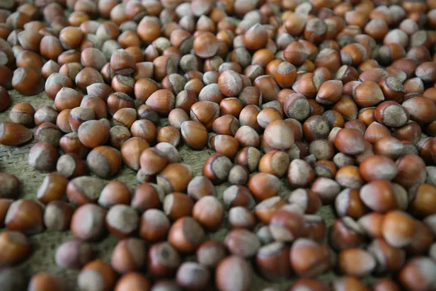 findik-fiyatlari-ne-kadar-giresun-sakarya-ordu-duzce-samsun-il-il-findik-fiyatlari-guncel-liste-1631530972848.jpg Fındık fiyatları ne kadar? Giresun, Sakarya, Ordu, Düzce, Samsun il il fındık fiyatları güncel liste-7