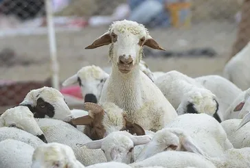 Türkiye zirvede! Hayvancılıkta Avrupa’da yeniden ilk sıraya yükseldik