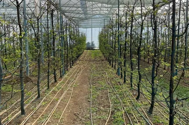Tanesi 20 lira! Kış ortasında erik hasadı