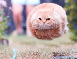 Zamanlaması muhteşem kedi fotoğrafları