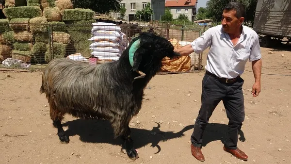 bu-kucukbas-buyukbaslarla-yarisiyor-169-kiloluk-teke-kurban-bayrami-oncesi-5-bin-liradan-satista-1626508192814.jpg
