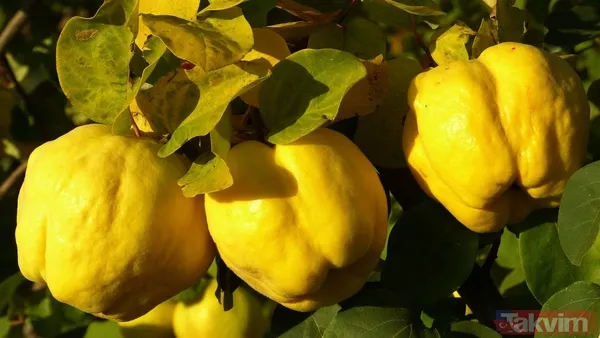 Anadolu’nun bereketi küresele taşındı! Türkiye’den 7 ürün dünya lideri - 7