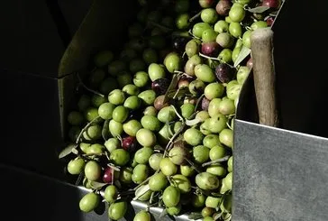 Bağırsaklara yeşil zeytin