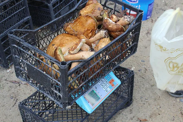 Adeta akın ettiler! Kilosu 30 liradan satılıyor!-3