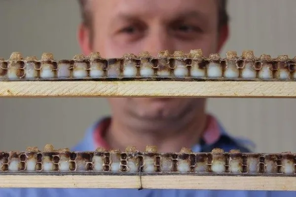 Kilogramı 4 bin TL'den satılıyor-6