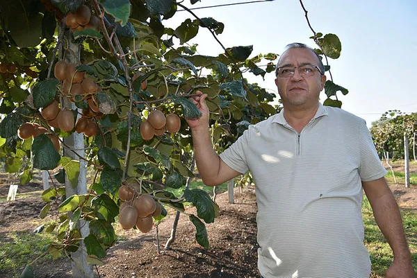 Banka sektörünü bıraktı kivi yetiştiriciliğine başladı! Türkiye'nin dört bir yanına gönderiyor!-1