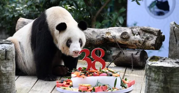 Halsizlik ve iştahsızlık belirtileri gösteren dünyanın en yaşlı pandası Şinşing vefat etti
