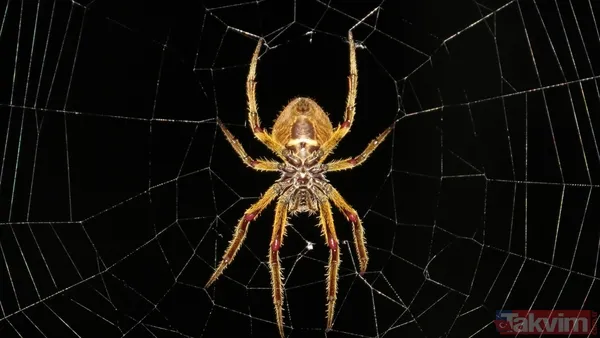 Titanic böyle yapılsaydı batmaz mıydı? Bilim dünyasını heyecanlandıran örümcek taktiği - 13