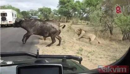 Safariye çıktılar! Gördükleri manzara karşısında hayatlarının şokunu yaşadılar