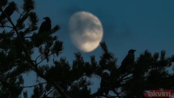 Geceyi aydınlatacak dolunay geliyor! Şubat Ayı Dolunayı tarihi ve burçlara etkisi - 9