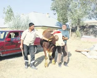 Boğayı alana araba bedava