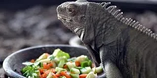 abdnin-florida-eyaletinde-halk-gokten-iguana-yagmasina-karsi-uyarildi-1608889637906.jpg ABD'nin Florida eyaletinde halk gökten iguana yağmasına karşı uyarıldı-7