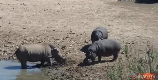 Aslan ve kaplanın (kavgası) karşılaşması hayrete düşürdü! - 26