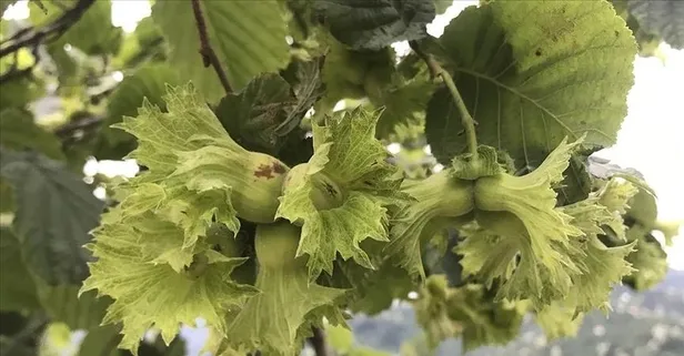 Trabzon'da icradan satılık fındık bahçesi