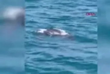 İstanbul Boğazı’nda ilk kez ortaya çıktı! Boyu 2 metre ağırlığı 600 kg...