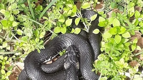 bahcesinde yakaladigi yilani serbest