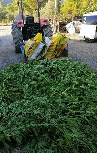 Muğla'da uyuşturucu operasyonu! 200 kök Hint keneviri ele geçirildi