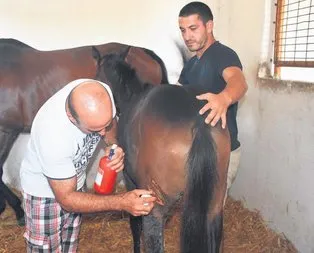 Vahşi hay’at’!