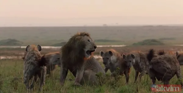 Cesur aslan onlarca sırtlanın arasında girdi! Vahşi doğada şoke eden kare! Sonrasında ise kaçınılmaz ölüm - 3