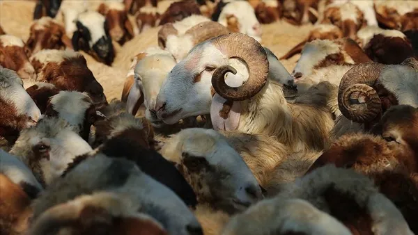 kurbanlik-fiyatlari-ne-kadar-buyukbas-ve-kucukbas-canli-hayvan-kilogram-fiyati-kac-tl-1625978970884.jpg Kurbanlık fiyatları ne kadar? Büyükbaş ve küçükbaş canlı hayvan kilogram fiyatı kaç TL?-4