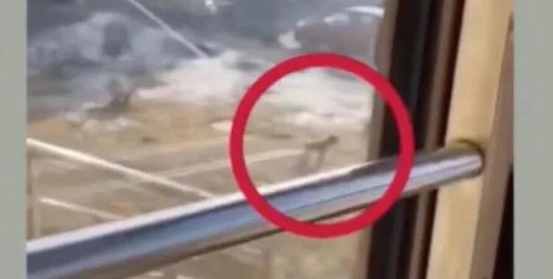 Çin'den gelen son görüntüler dünyayı ayağa kaldırdı!-6