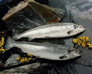 Her derdin ilacı balık