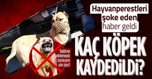 20 bin 843 yasaklı köpek kaydedildi