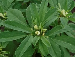 Kolesterole çemen otu