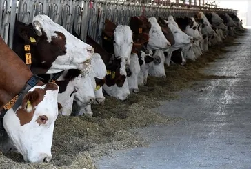 Kırsalda Bereket Hayvancılığa Destek Projesi 2025 sonuç sorgulama ekranı! Tarım ve Orman Bakanlığı proje sonuçları açıklandı mı?