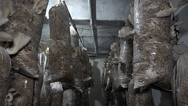 yan-gelir-olsun-diye-adim-atti-parayi-buluyor-iki-odadan-aylik-kazanci-yaklasik-30-bin-lira-1610730455258.jpg Yan gelir olsun diye adım attı parayı buluyor! İki odadan aylık kazancı yaklaşık 30 bin lira...-3