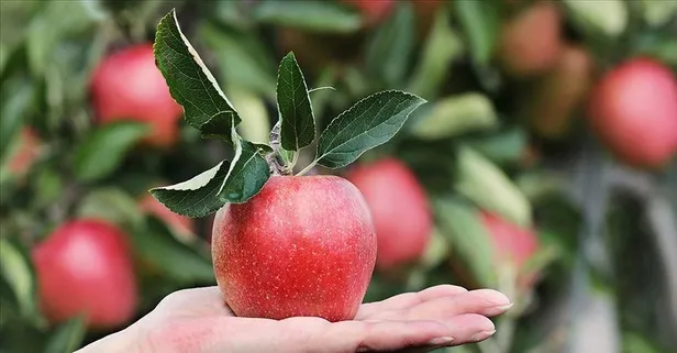 Elmanın faydaları nelerdir? Alzheimer'dan kansere şifa deposu!