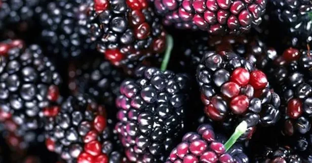 Karadut iştah açar