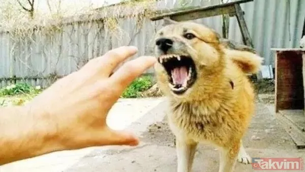 'Köpekperest' provokasyonda FETÖ izi! Başrolde başıboş tetikçi Cevheri Güven: Mama lobisine taktik, küstah tehdit - 1