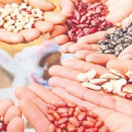 Sebze tohumunda ihracat rekoru