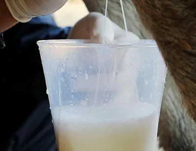 100 liradan satılıyordu, hiçbir şeye faydası olmadığı ortaya çıktı