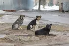 İstanbul'da yüzde 65'i tamam! Başıboş köpek sorunu tarih olacak