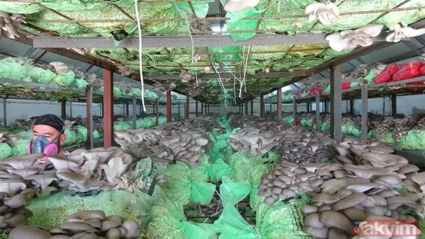 Emekli astsubay hobi olarak başladığı istiridye mantarı yetiştiriciliğinden yılda 520 bin lira kazanıyor - 6