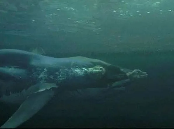 Şurası kesin ki bu gezegene ayak basan en büyük yarışçı: Michael Phelps-2