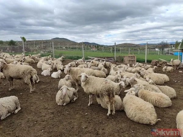 Kurban nasıl kesilir? Kurban için vekalet nasıl verilir? Kurban ibadetinde nelere dikkat edilmeli? Diyanet kurbanda dikkat edilmesi gerekenleri açıkladı - 19