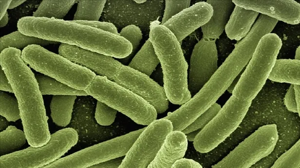 1 parça bile tadına bakmayın! Dünyanın en ölümcül yemeği! Her sene binlerce kişi hayatını kaybediyor