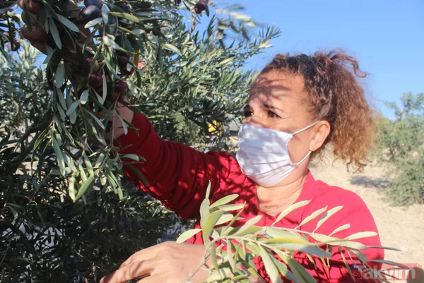 Her yıl 6 aylığına gittiği Kilis'ten dünyaya tonlarca zeytinyağı ihraç ediyor - 10