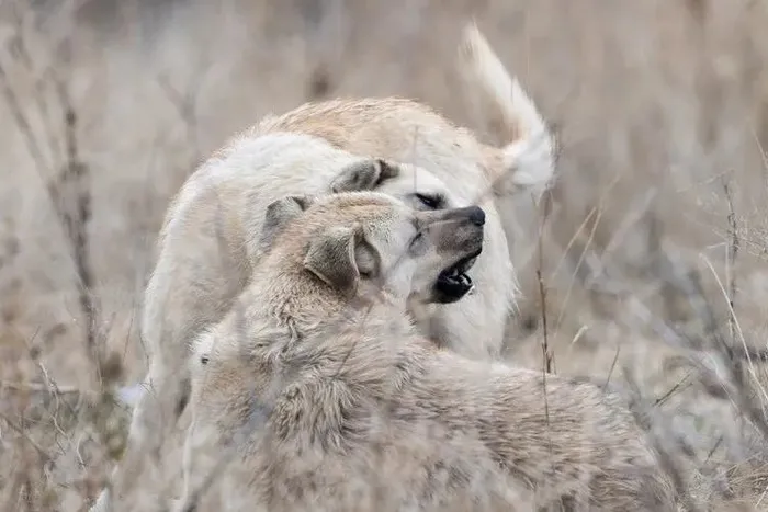 1702281609756.jpeg Sokak köpeklerinin saldırısına uğrayan Tunahan Yılmaz'ın babası oğlunun sağlık durumunu açıkladı-5