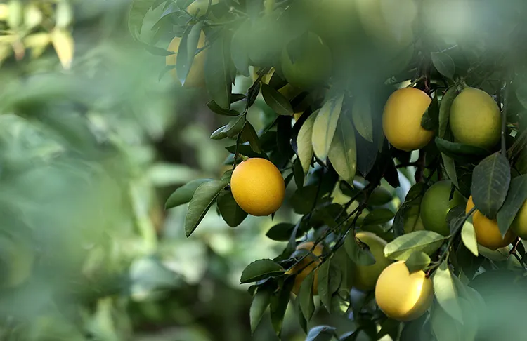 islak-mendile-2-damla-limon-sikin-ne-ise-yaradigini-ogrenince-hep-yapacaksiniz-1710167638670.jpg Ne işe yaradığını öğrenince hep yapacaksınız: Islak mendile 2 damla limon sıkın!-2
