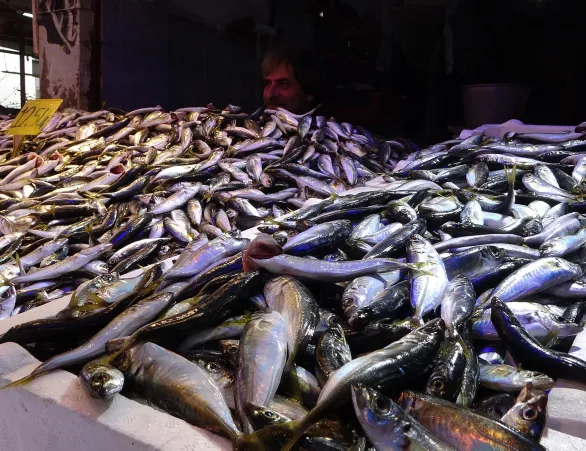 Hamsi neden göç ediyor! Hamsi firarda: Bu sefer sıcaktan değil...