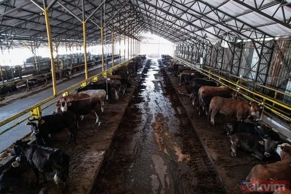 Kurban nasıl kesilir? Kurban için vekalet nasıl verilir? Kurban ibadetinde nelere dikkat edilmeli? Diyanet kurbanda dikkat edilmesi gerekenleri açıkladı - 12