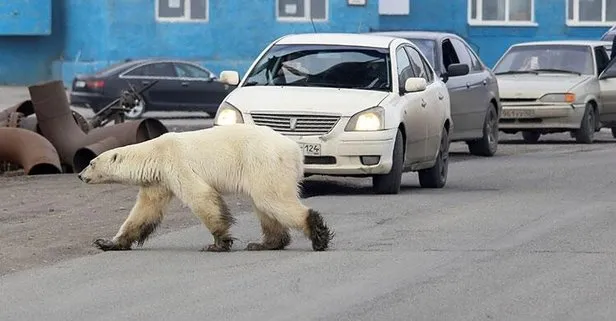 Sibirya’da aç ve bitkin kutup ayısı şehre indi! 40 yıl sonra bir ilk...