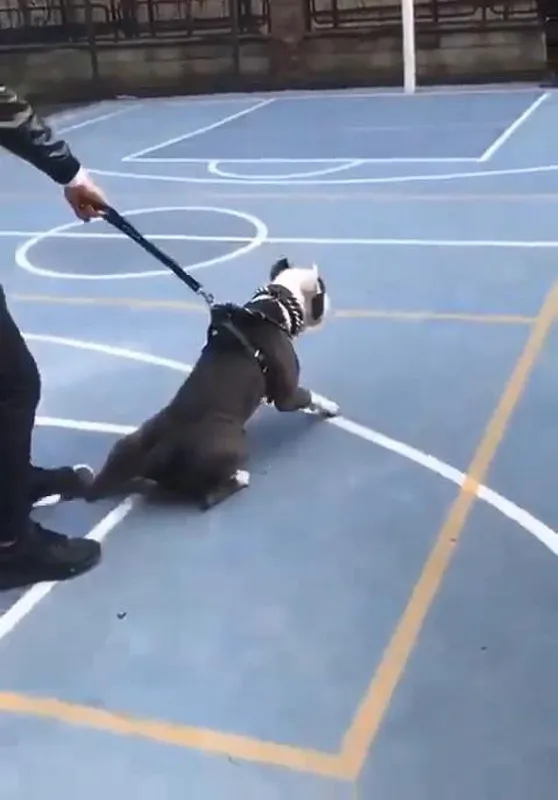 pitbullla-saka-cocuklara-dehseti-yasatti-tasmasini-kopardi-cocuklar-tellere-tirmandi-1650196646588.jpg Pitbull'la şaka çocuklara dehşeti yaşattı! Tasmasını kopardı çocuklar tellere tırmandı-2