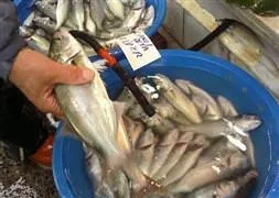 Hangi balık ne zaman yenir