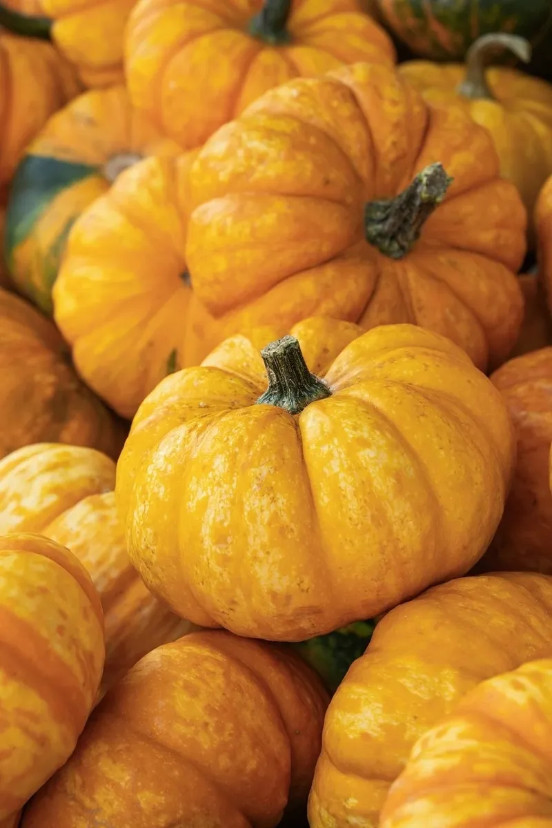 sonbaharin-en-merak-edilen-tarifi-kasimda-zirve-yapti-balkabakli-sutlac-tarifi-gundemde-1762288278112.jpeg Sonbaharın en merak edilen tarifi kasımda zirve yaptı: Balkabaklı sütlaç tarifi gündemde-3